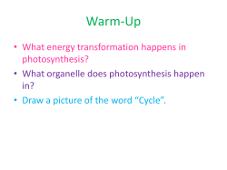 Cycling of Matter
