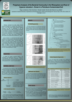 Polyphasic Analysis of the Bacterial Community in the Rhizosphere