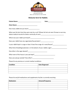 Rabbits - Paradise Animal Hospital