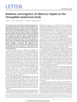 Random convergence of olfactory inputs in the Drosophila