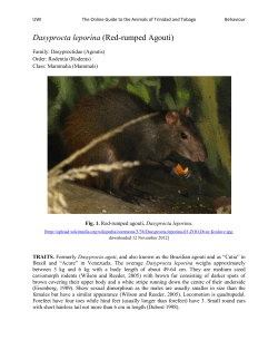 Dasyprocta leporina (Red-rumped Agouti)