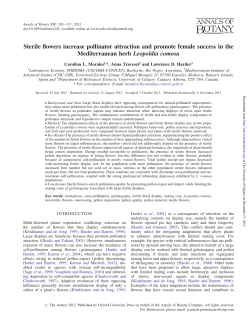 Sterile flowers increase pollinator attraction and promote