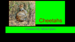 Cheetahs - Neoga CUSD 3