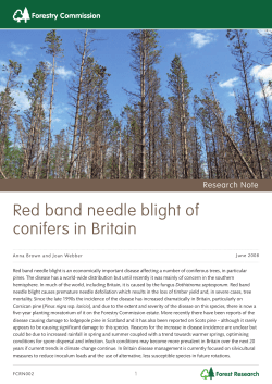 Red band needle blight of conifers in Britain