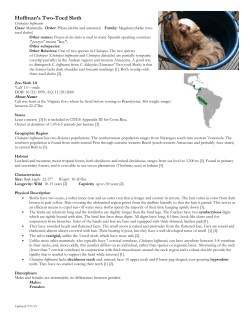 Hoffman`s Two-Toed Sloth - Brandywine Zoo Volunteers