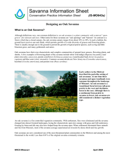 Oak Savanna Information Sheet - Forest and Woodland Association