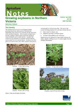Growing Soybeans in Northern Victoria