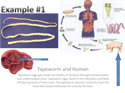 Tapeworm and Human