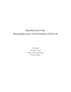 Microbial Fuel Cells: Mitochondria aren`t the Powerhouse of this Cell