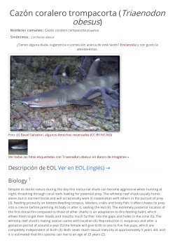 Caz&oacute;n coralero trompacorta (Triaenodon obesus)