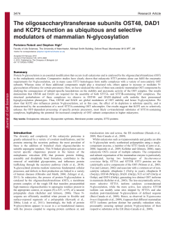 The oligosaccharyltransferase subunits OST48, DAD1 and KCP2