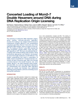 Concerted Loading of Mcm2-7 Double Hexamers around DNA