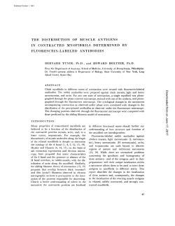 THE DISTRIBUTION OF MUSCLE ANTIGENS IN CONTRACTED