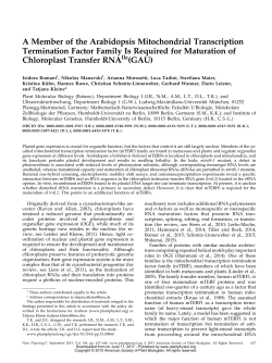 A Member of the Arabidopsis Mitochondrial