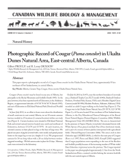 Photographic Record of Cougar (Puma concolor) in Ukalta Dunes