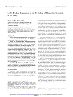 LKB1 Protein Expression in the Evolution of Glandular Neoplasia of