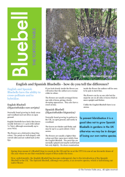 Difference between English and Spanish Bluebells