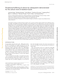 Paradoxical buffering of calcium by calsequestrin demonstrated for