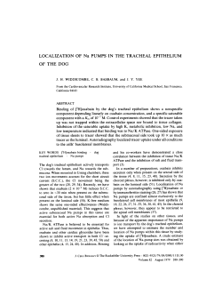 LOCALIZATION OF Na PUMPS IN THE TRACHEAL EPITHELIUM