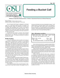 Feeding a Bucket Calf - The Judging Connection .com