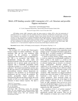 MsbA ATP-binding cassette (ABC) transporter of E. coli: Structure