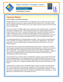 Master Gardener Newspaper Articles Japanese Maples