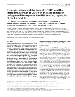 Synergic interplay of the La motif, RRM1 and the