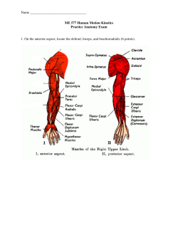 Anatomy Practice Exam