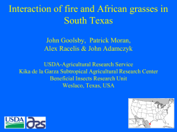 Potential for biological control of African Guineagrass.