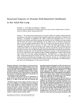 Structural Features of Alveolar Wall Basement