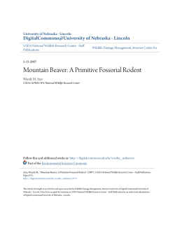 Mountain Beaver: A Primitive Fossorial Rodent