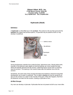 Shlomi Albert, M.D., Inc. Hydrocele (Adult)