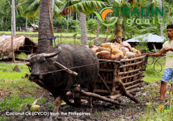 Coconut Oil (CVCO) from the Philippines