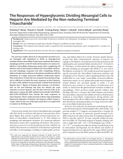 The Responses of Hyperglycemic Dividing Mesangial Cells to