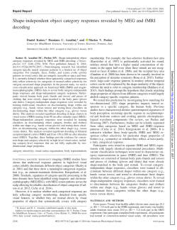 Shape-independent object category responses revealed by MEG