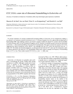 CCCJJGA: a new site of ribosomal frameshifting in