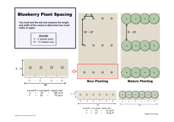 blueberry-steps-to-success
