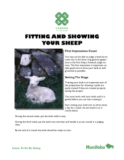 Fitting and Showing your Sheep