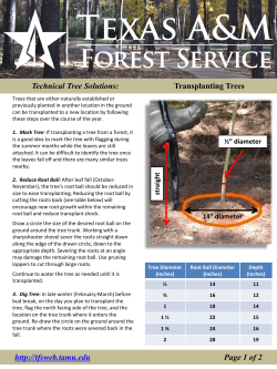 Technical Tree Solutions: Transplanting Trees http://tfsweb.tamu.edu
