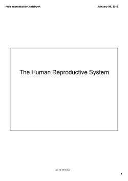 male reproduction.notebook