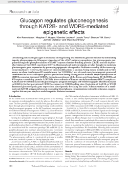 Glucagon regulates gluconeogenesis through KAT2B- and