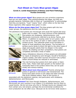 Fact Sheet on Toxic Blue-green Algae