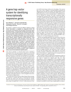 A gene trap vector system for identifying transcriptionally responsive