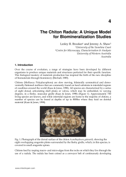 The Chiton Radula: A Unique Model for