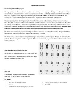Human Karyotype Lab