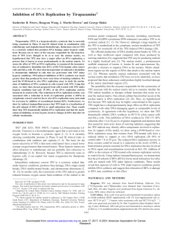 Inhibition of DNA Replication by Tirapazamine1