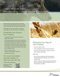 Protecting Dogs from Coyotes