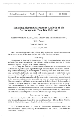 Scanning Electron Microscopy Analysis of the
