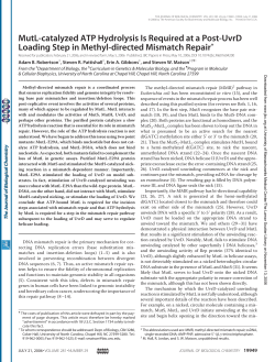MutL-catalyzed ATP Hydrolysis Is Required at a Post