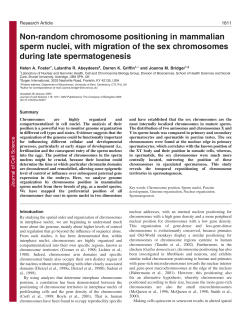 Non-random chromosome positioning in mammalian sperm nuclei